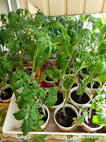 Рассада помидор продажа