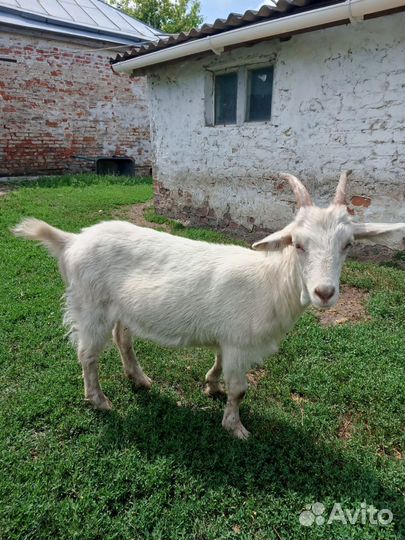 Козочки молодые