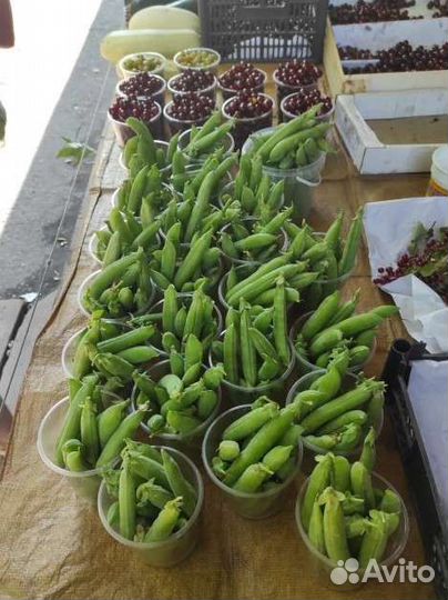 Горох растение