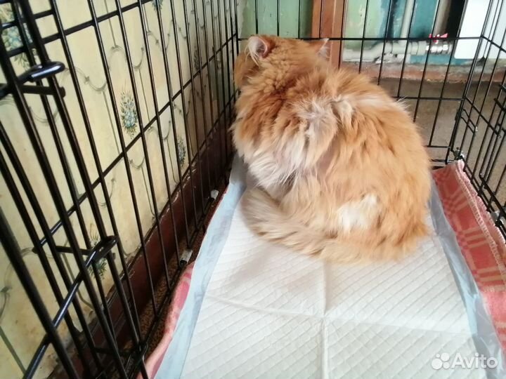 Кот Персик