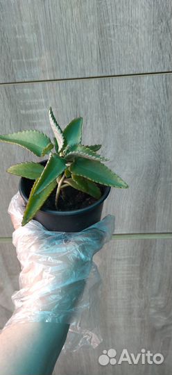 Каланхое лечебное