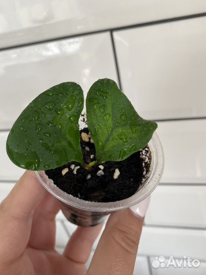 Фикус Грин дрим