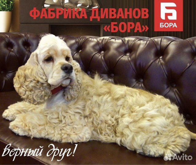 Ам Кокер спаниель щенки