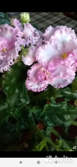 Детки фиалок