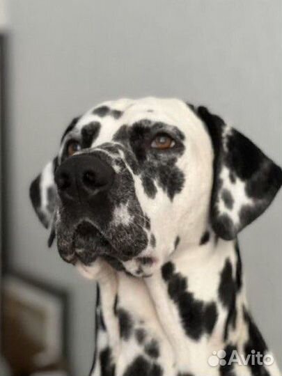 Щенки долматина