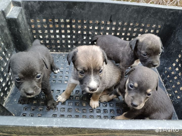 Щенки бесплатно в добрые руки