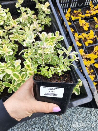 Мята в ассортименте