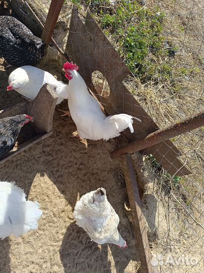 Домашние животные