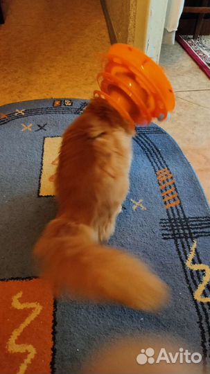 Игрушки для котят