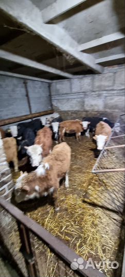 Телята бычки