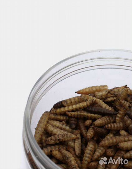 Лакомство для животных