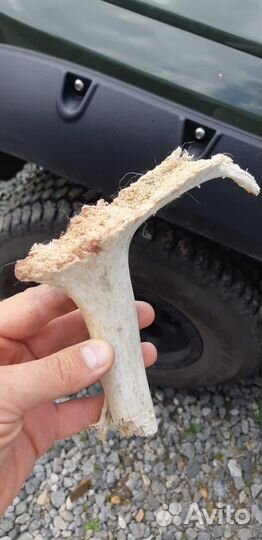 Лакомства для собак