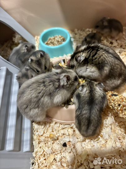 Джунгарский хомяк