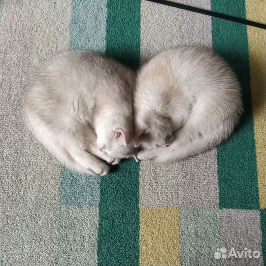 Британская шиншилла