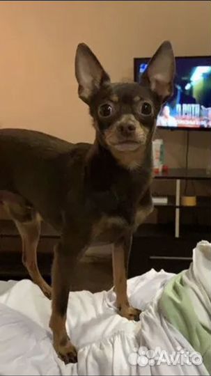 Той-терьер щенки