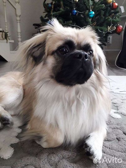 Услуги по выгулу собак Присмотр за растениями и тп