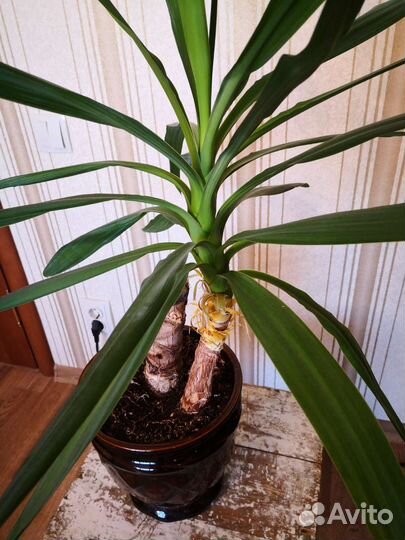 Комнатные растения, цветы в горшке