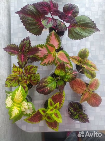 Колеус набором