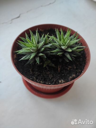 Суккуленты