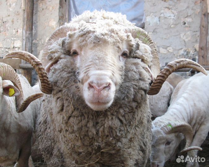 Бараны на Акъикъа