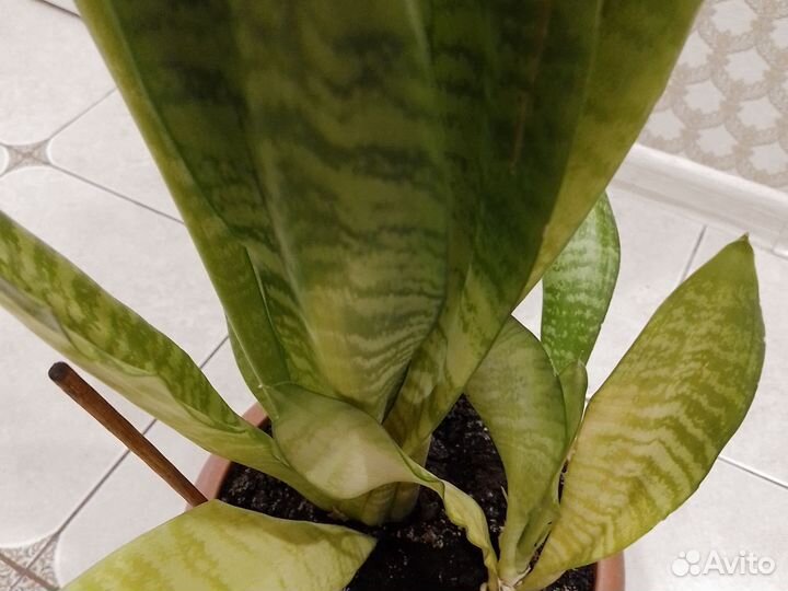 Сансевиерия