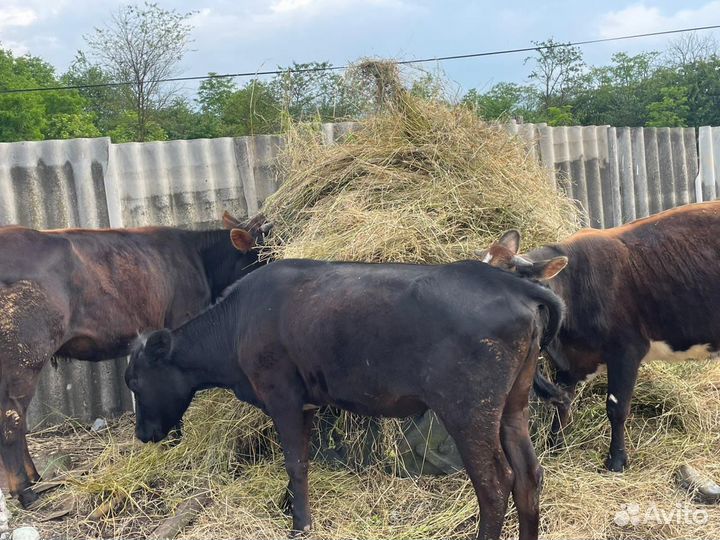 Коровы и телки