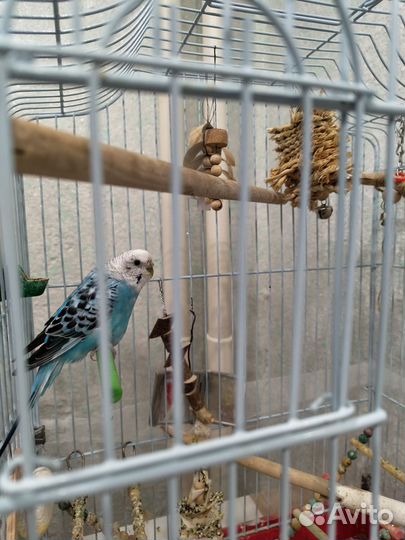 Волнистый попугай