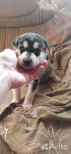 Щенки метисы