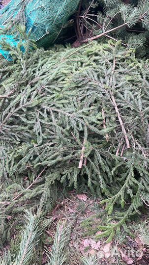Лапник еловый для декораций