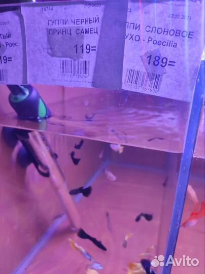 Аквариумные рыбки гуппи черный принц