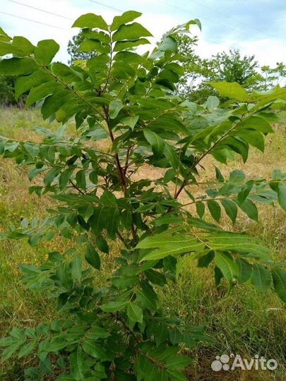 Семена черного ореха (Juglans nigra, Black Walnut)