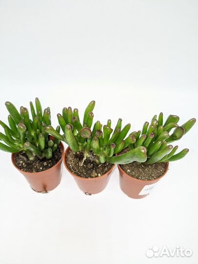 Крассула Хорн Три 5/10