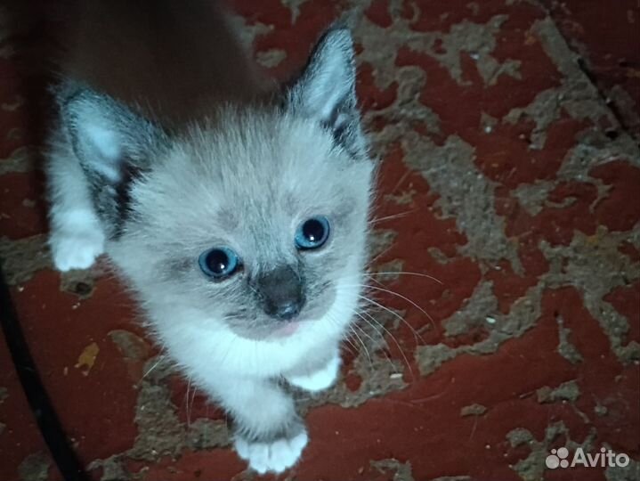 Катята 1.5месяца