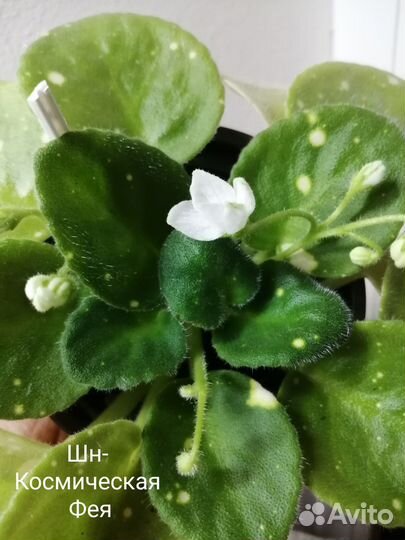 Черенки сортовых фиалок срез