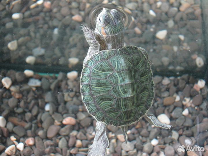 Водяные черепашки