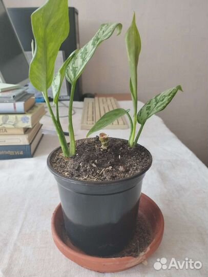 Аглаонема сильвер квин