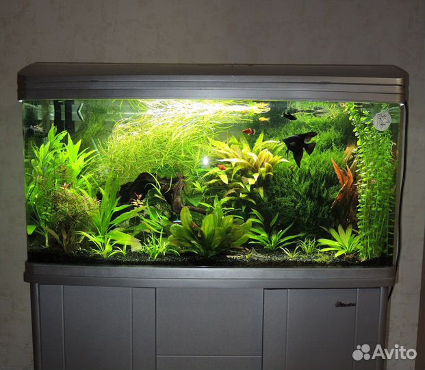 Обслуживание аквариумов. Оформление, перевозка