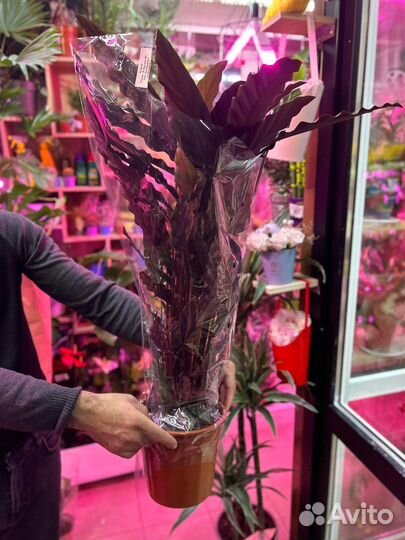 Калатея руф бархатная90 см