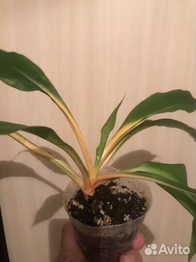 Хлорофитум Fire Flash