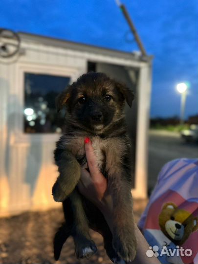 Щеночки в добрые руки