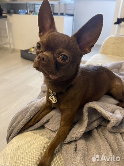 Вязка кобель чихуахуа бесплатно