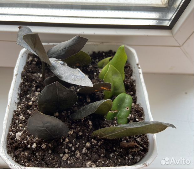 Замиокулькас равен черный