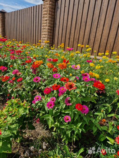 Цинии семена (3 вида)