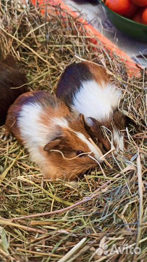 Морская свинка