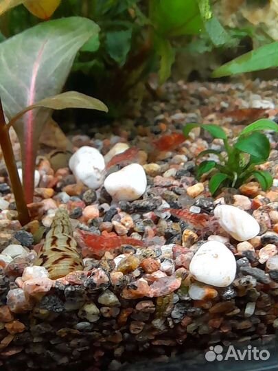 Аквариумные растения, креветки, гуппи эндлера