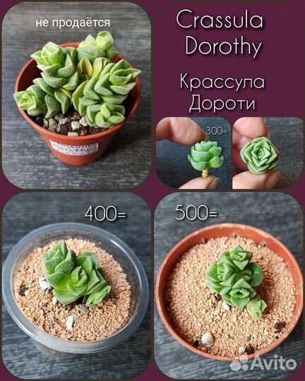 Крассула дороти, пагода, голум,суккуленты