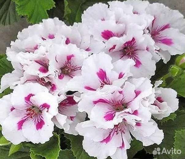 Пеларгония сортовые