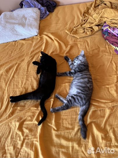 Котята в добрые руки приучены к лотку