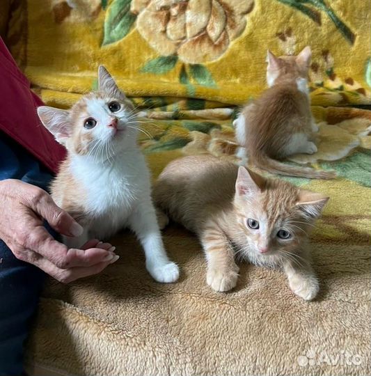 Рыжие котята ищут дом