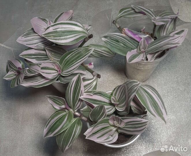 Традесканции